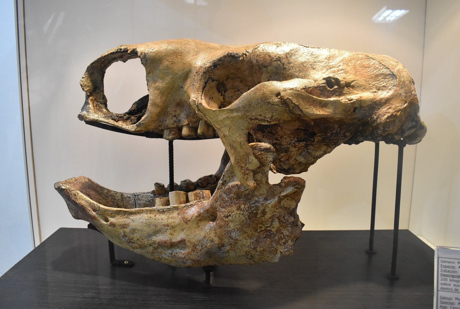 EL MUSEO DE CIENCIAS NATURALES CUMPLE 30 AÑOS CUSTODIANDO NUESTRA HISTORIA