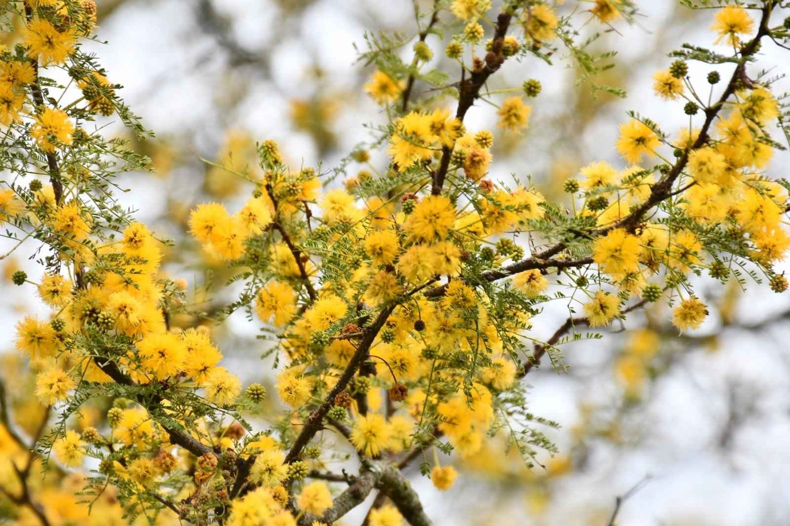 EL JARDÍN BOTÁNICO DE CONCORDIA TRABAJA EN LA RECUPERACIÓN Y PRESERVACIÓN DE LA FLORA NATIVA
