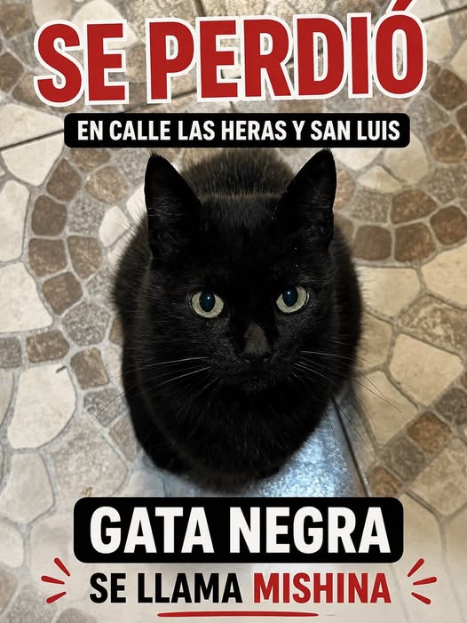 Foto de MISHINA