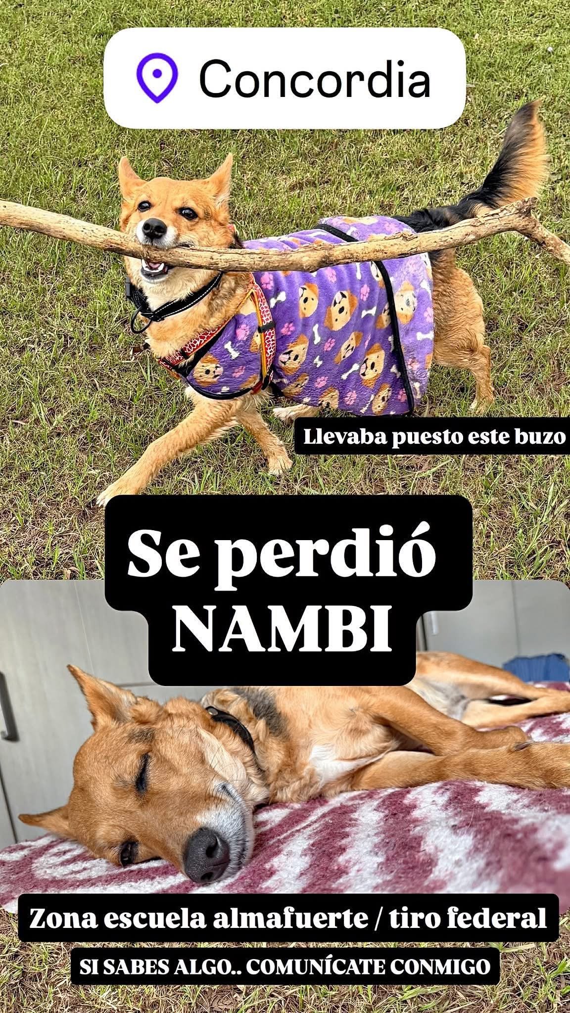 Foto de Nambi